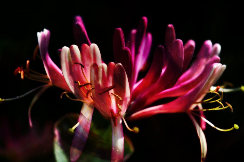 honeysuckle-1454187_1280